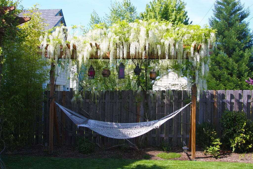 View of arbor with wisteria growing over in bloom, morrocan lanterns and hammock