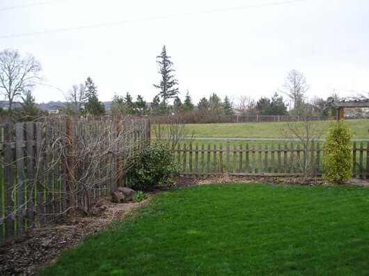 Backyard corner with lawn and small bushes