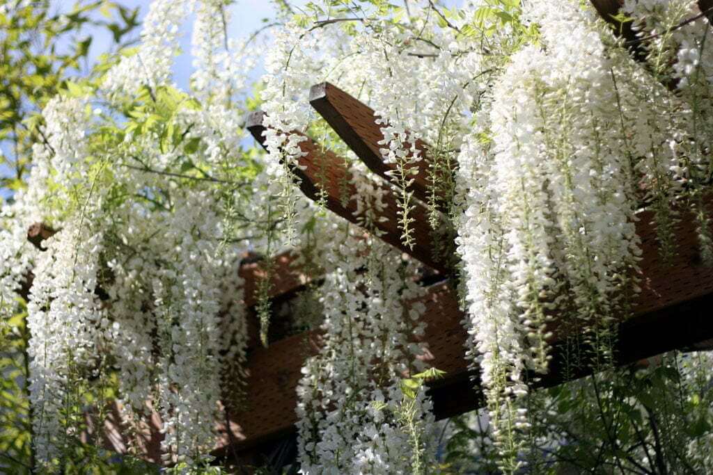 Close up view of blooming wisteria over arbor