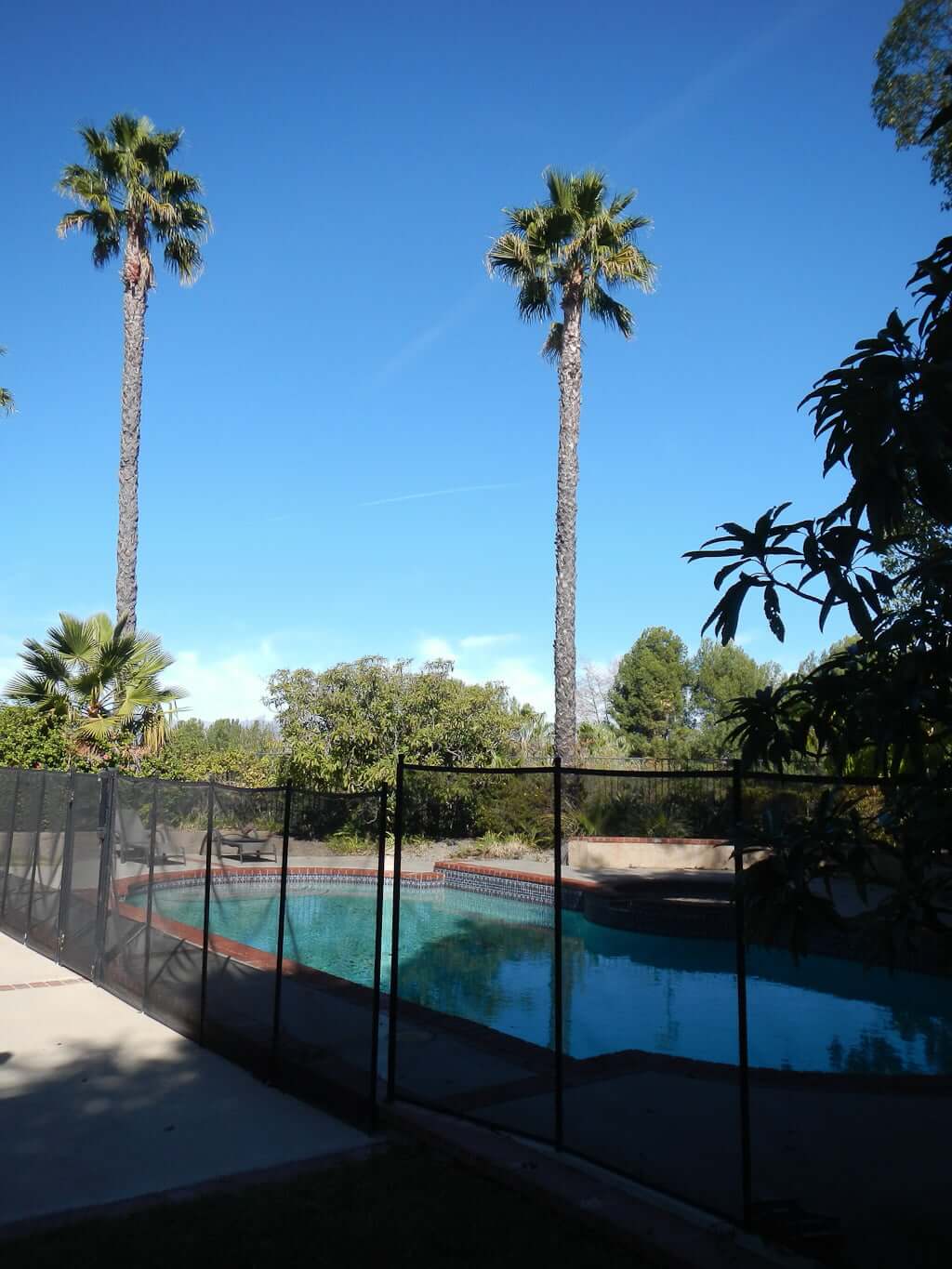 removable pool fence with pool behind it, and two fan palm trees in background