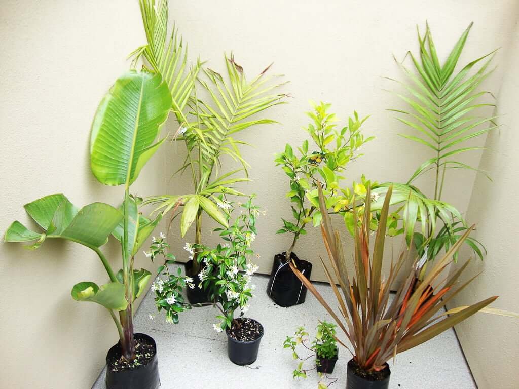 variety of plants on balcony, unpotted