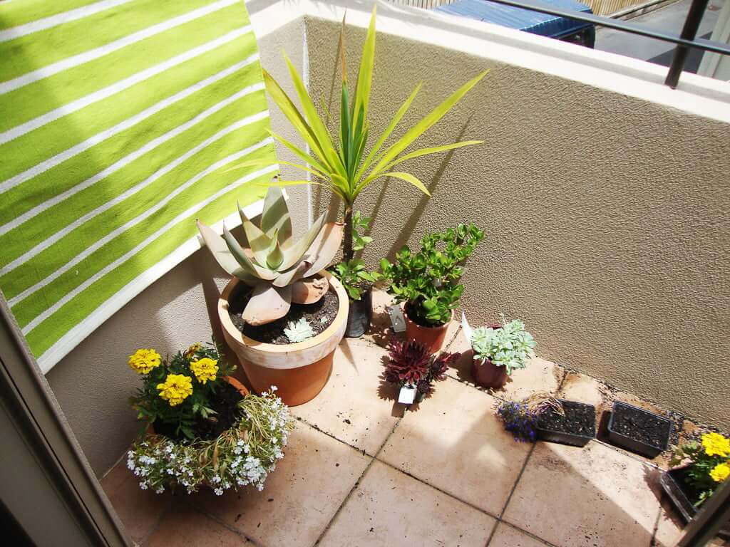 potted plants on small balcony