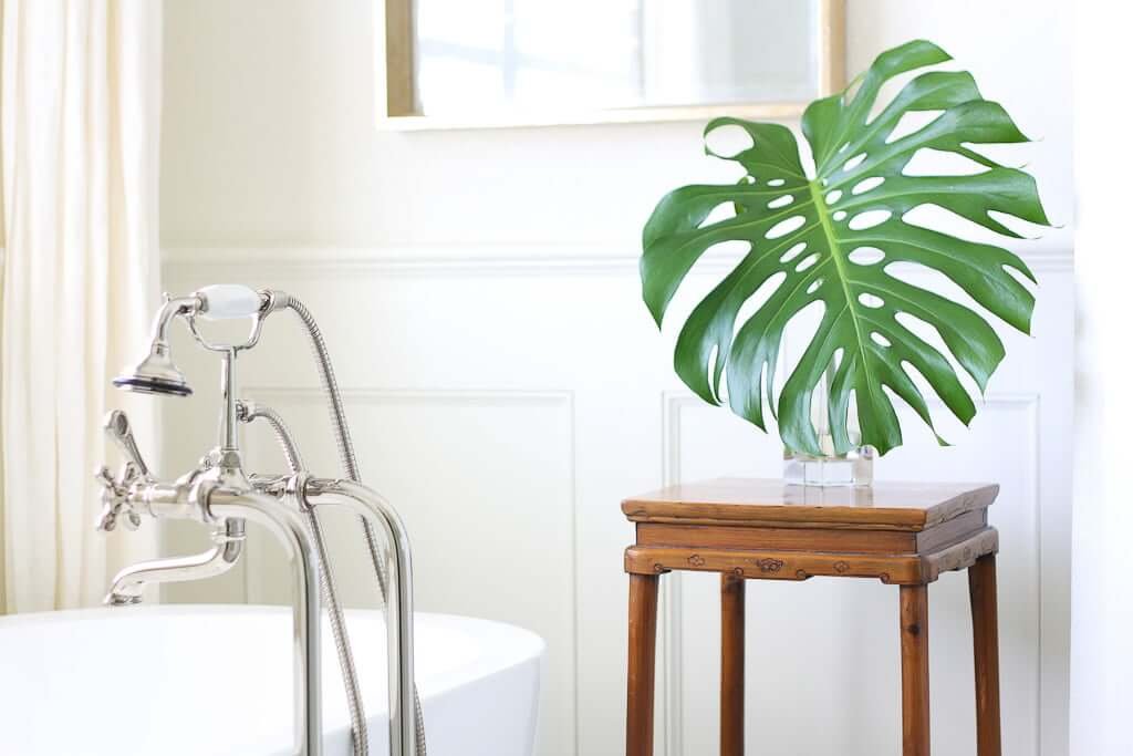 recessed panel wainscoting in background with plant stand, philodendron, and freestanding tub hardware