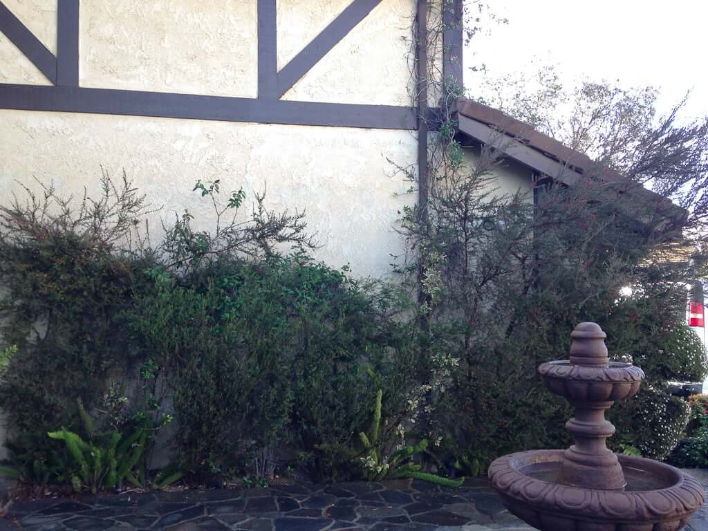 exterior house wall with overgrown plants and fountain in foreground