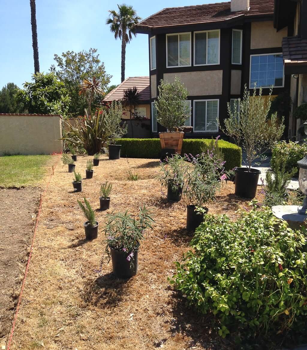 front yard with potted plants in places