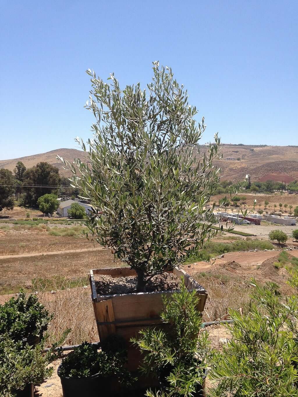 Large olive tree in pot from nursery