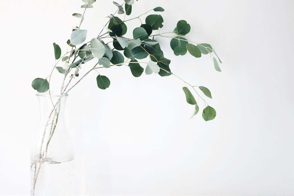 eucalyptus leaves in glass vase