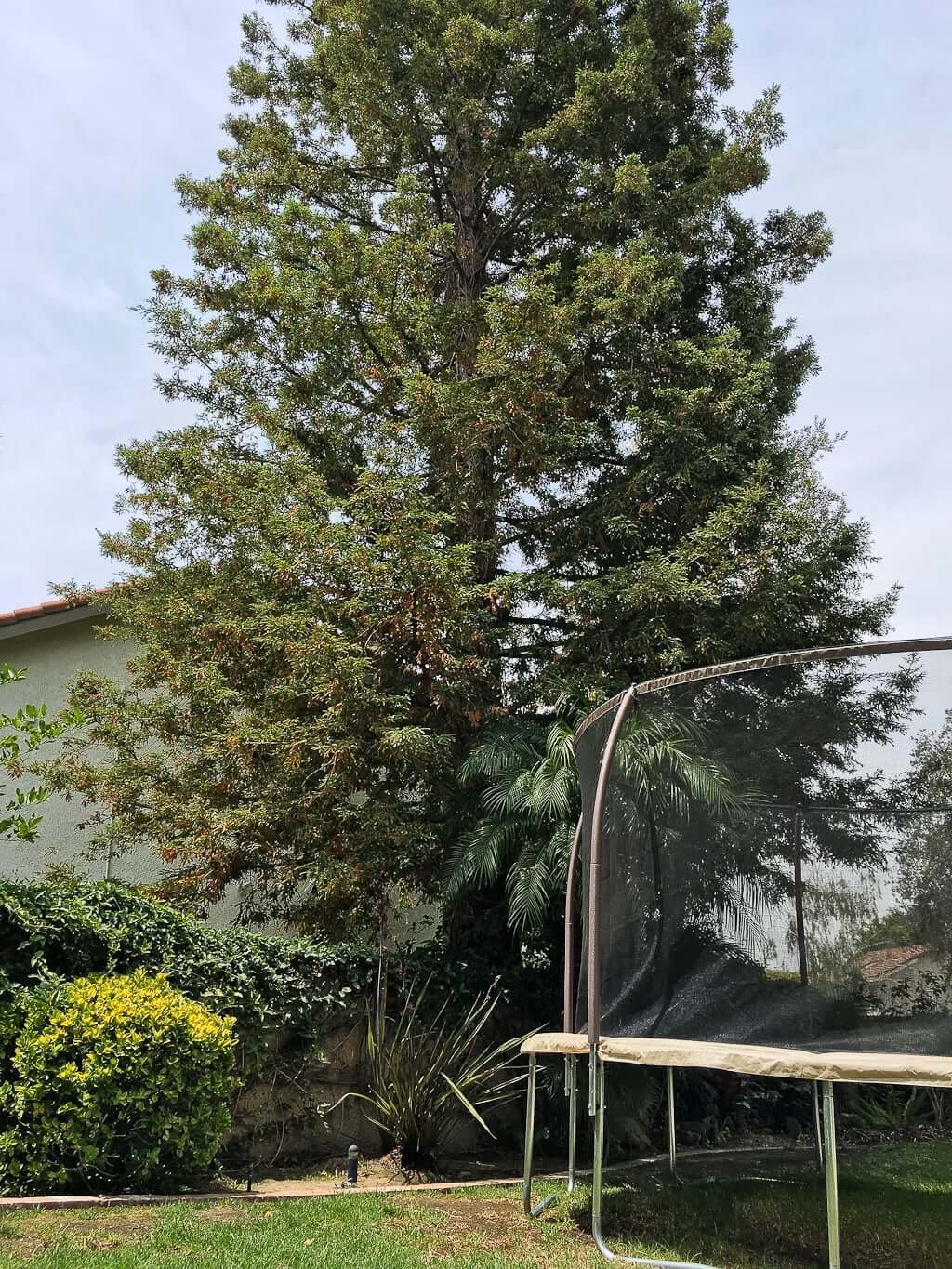 large redwood tree with trampoline in foreground