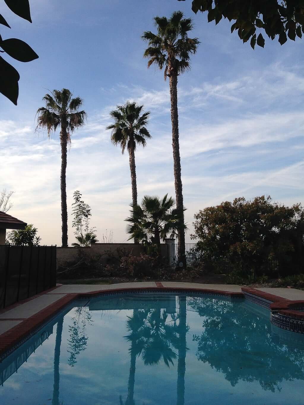 backyard pool with palm trees