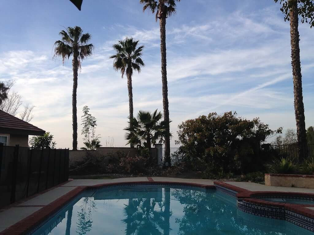 backyard pool with palm trees