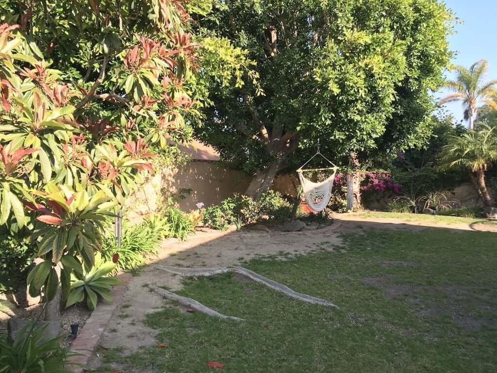 backyard lawn with ficus trees and roots growing into yard