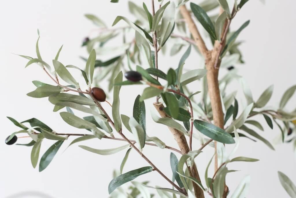 Real Olive Tree Branch