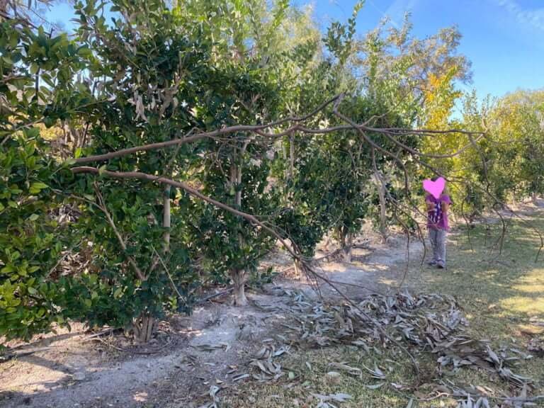 How to Make a Fake Tree: 3 Faux-Real Simple Steps to a DIY Artificial Tree!