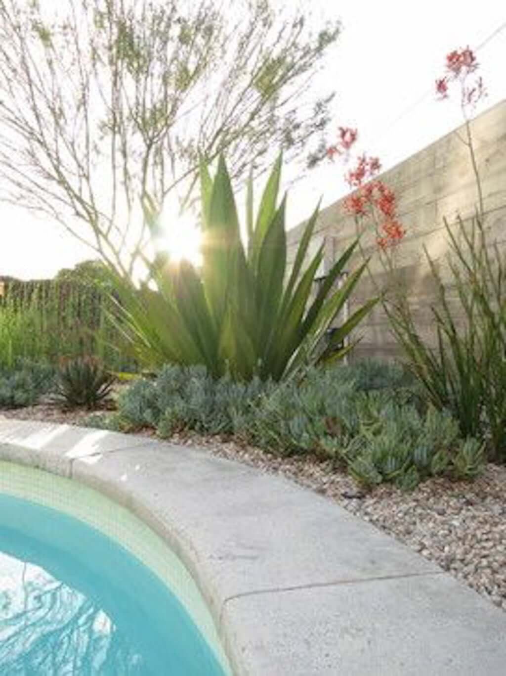 drought tolerant plants next to pool and pool equipment wall