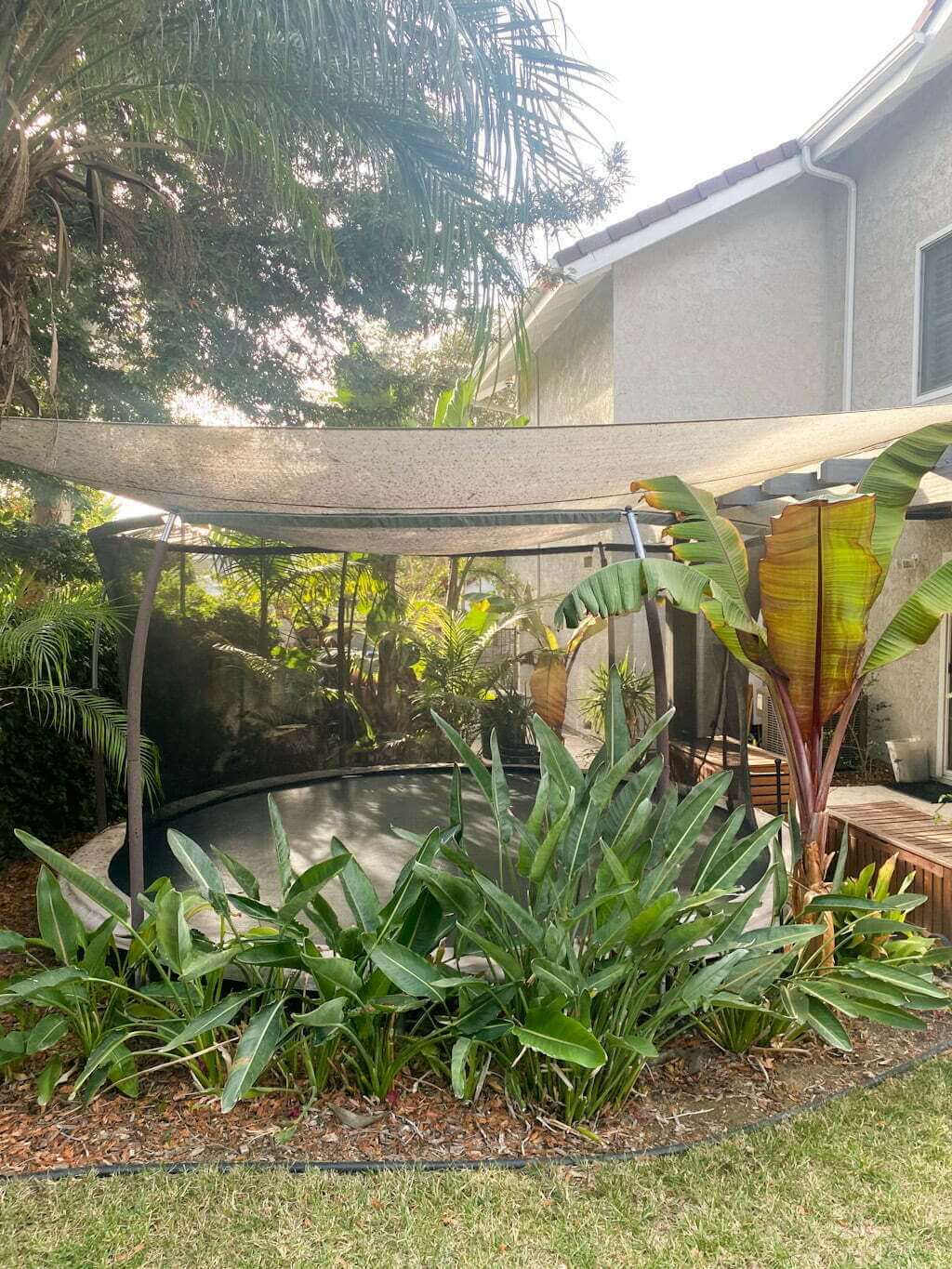 in-ground trampoline with birds of paradise and sail shade above