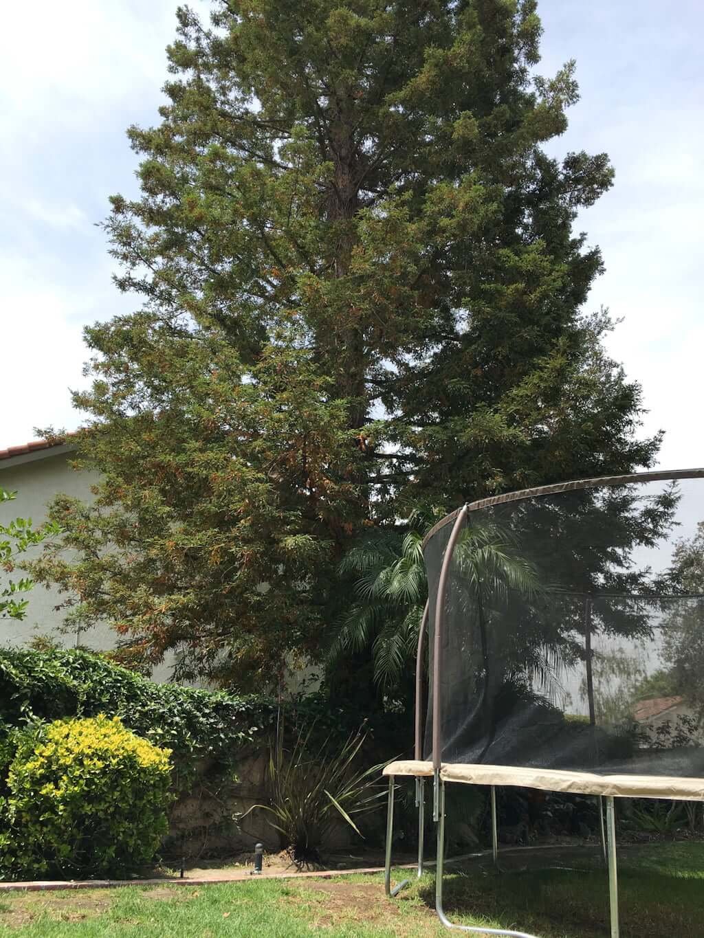 trampoline above ground in backyard