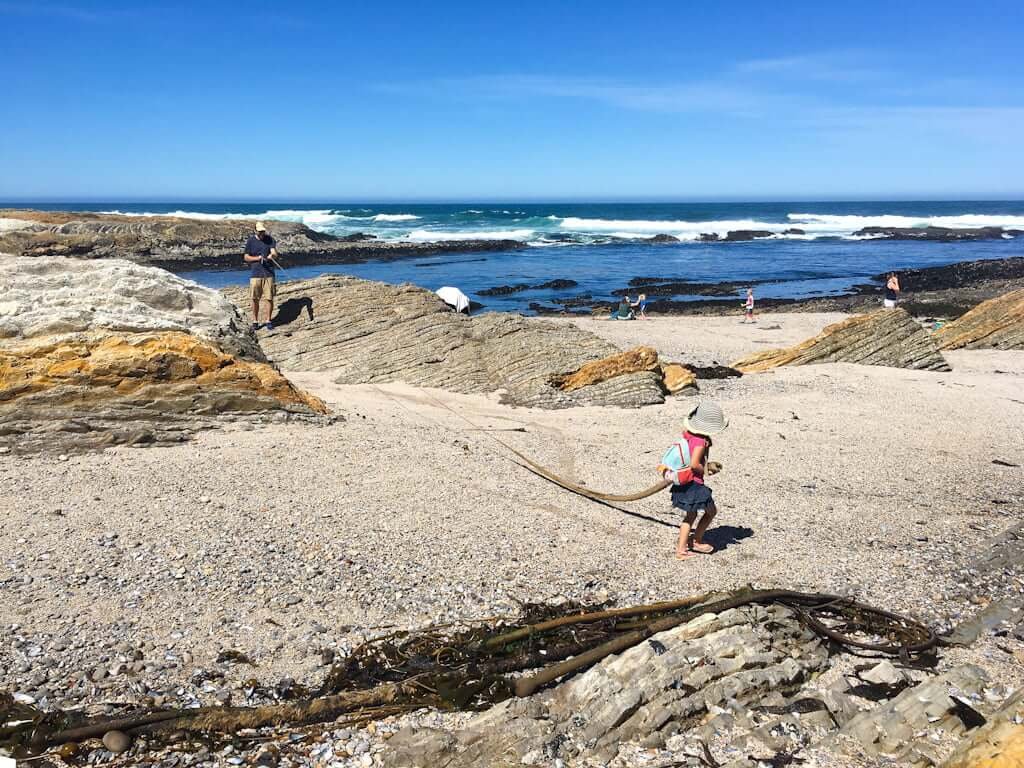 father and daughter playing with long seaweed piece on rocky beach with ocean in background