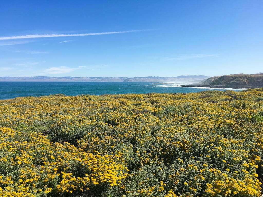 yellow wildflowers in foreground, view over ocean to mountains in distance