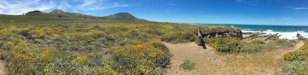 panoramic view of wildflowers, mountains, and ocean near Morro Bay, California in spring