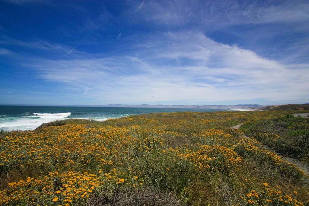 WIldflowers and ocean at Montana de Oro State Park 