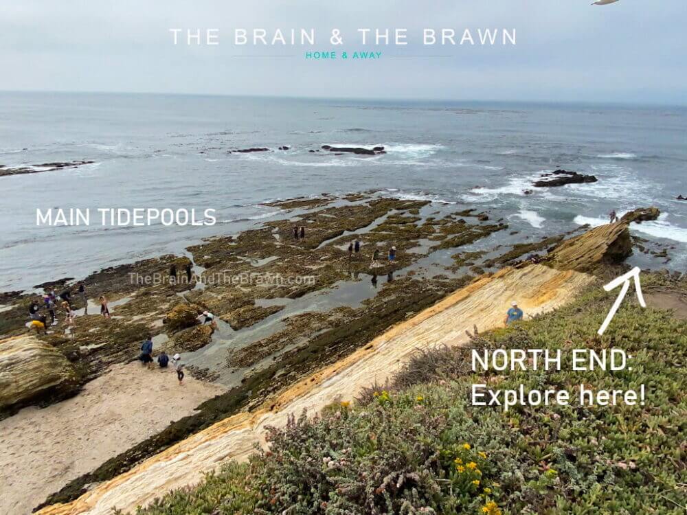 Montana de Oro Tide Pools Lively + Relaxing 1Day Itinerary!