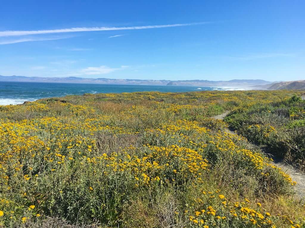 yellow wildflowers and path in foreground with ocean and mountains in distance in Montaña de Oro San Luis Obispo