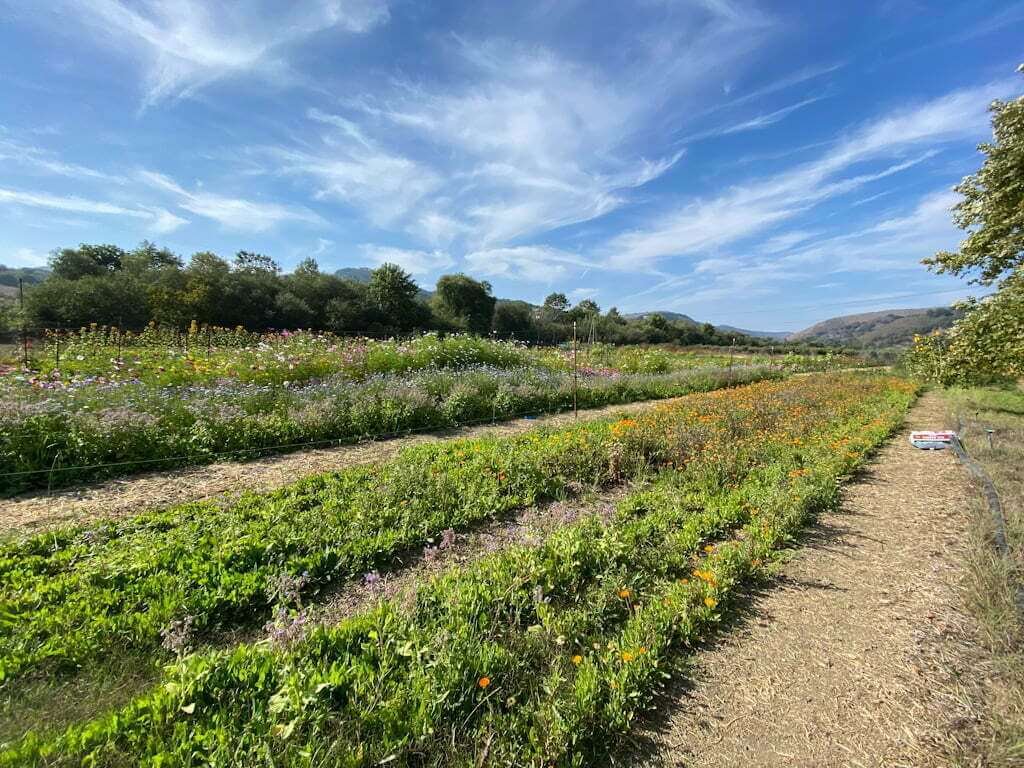 flower gardens at SLO Creek Farms