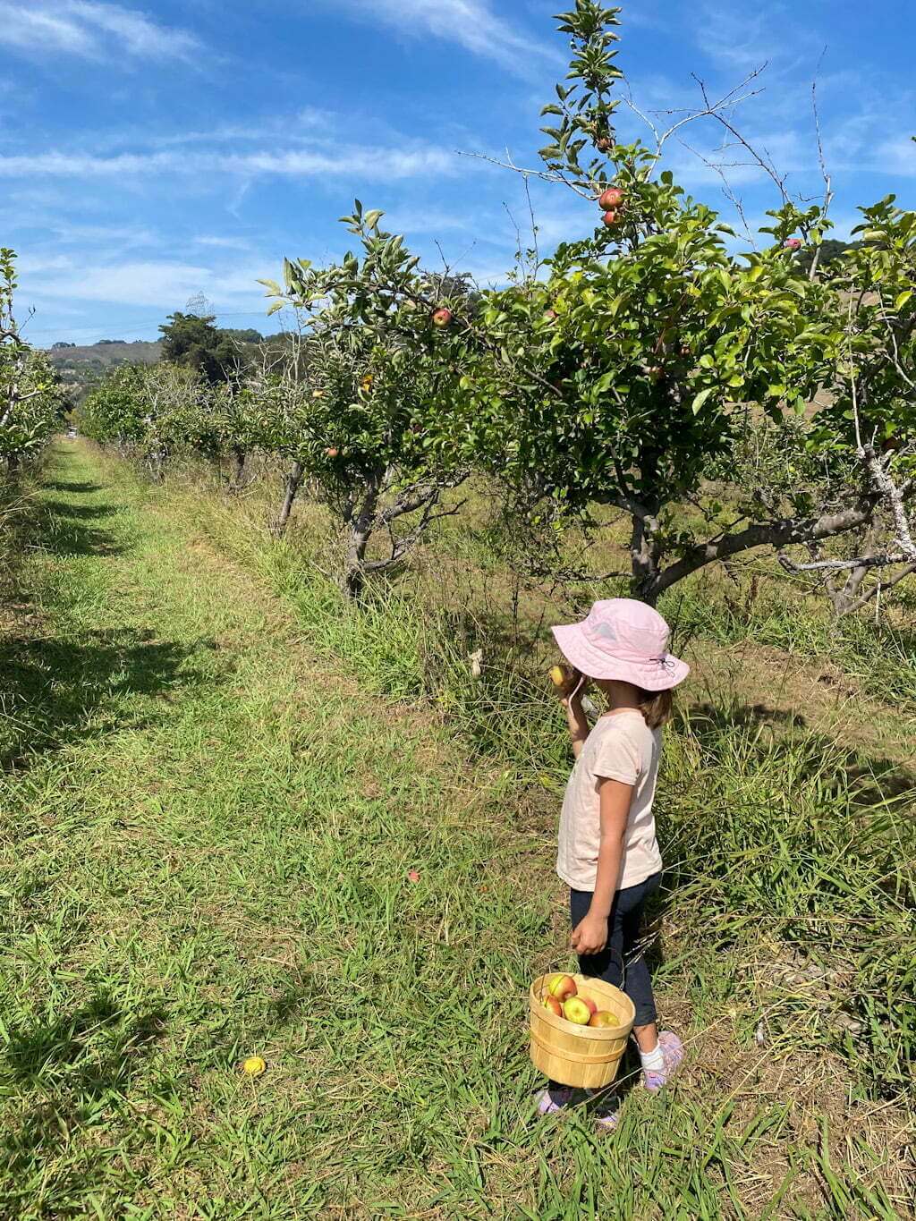 girl picking apples at SLO Creek Farms