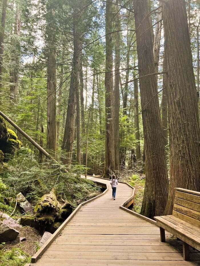 child walking on wooden path in Trail of the Cedars in Glacier National Park