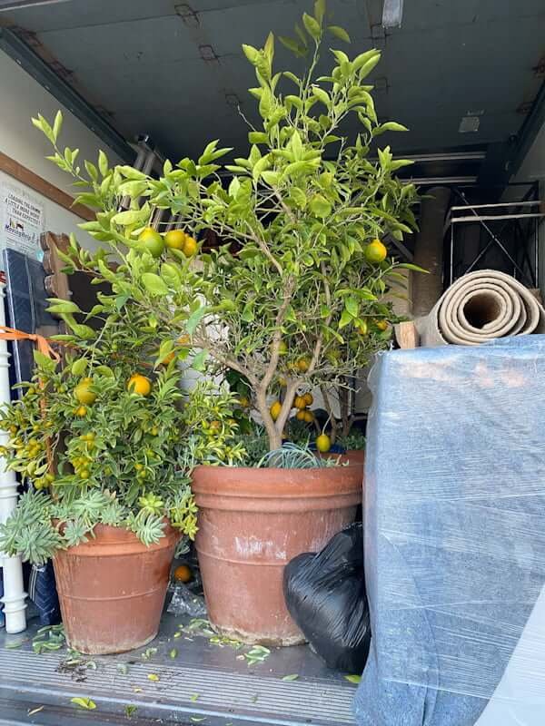 citrus trees in pots in back of moving truck