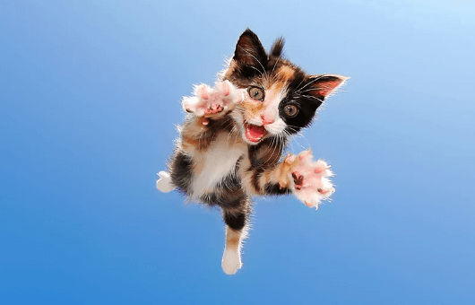 cat flying through air, pouncing
