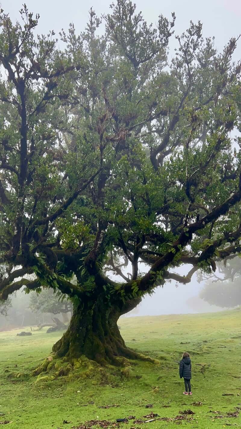 girl looking up at giant laurasilva tree in Fanal Forest, Madeira