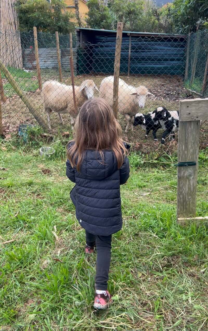 girl feeding sheep in pen