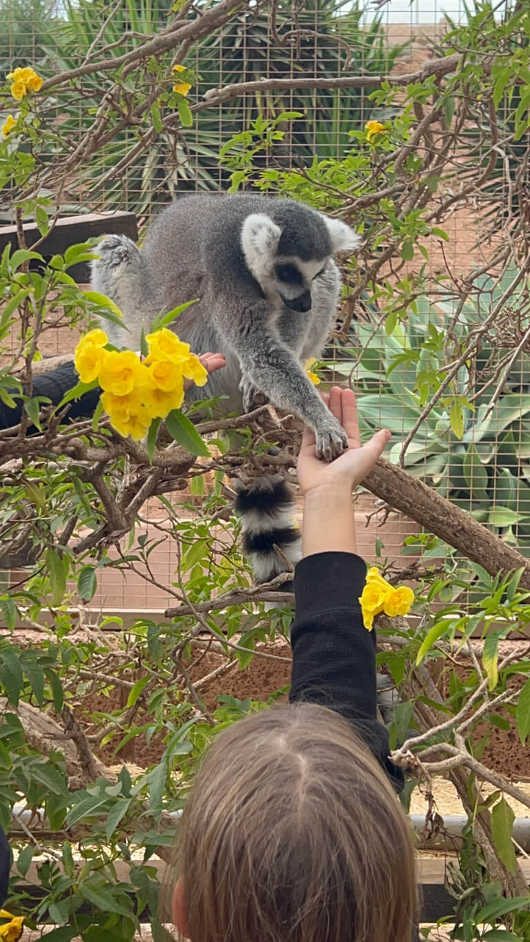 Ring tailed lemur taking food out of girl's hand
