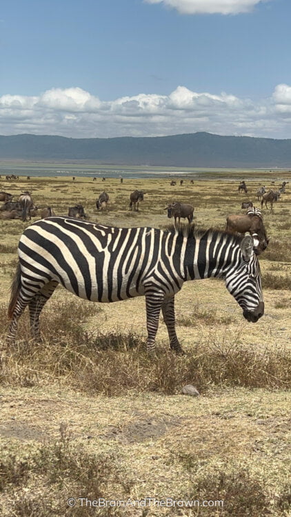 Read more about the article Tanzania: From Kilimanjaro to the Serengeti to Zanzibar!