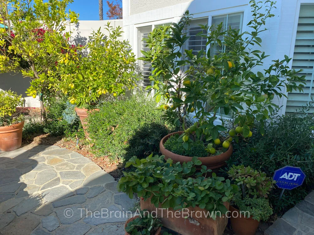 A no grass front yard landscaping idea is a flagstone pathway surrounded by drought resistant plants and lemon trees that are potted in large planters