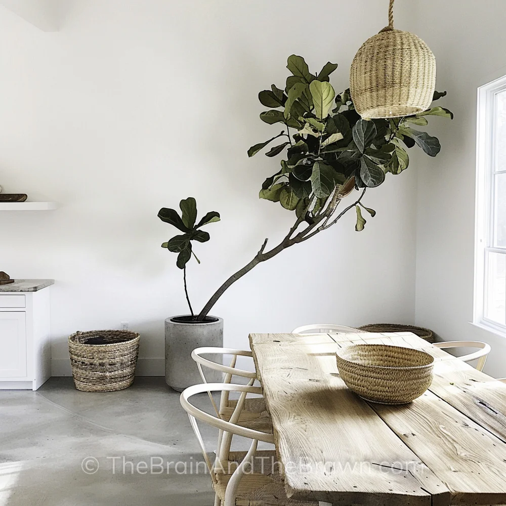 A minimalist modern farmhouse dining room with a rustic wood table, wishbone dining chairs and a wicker basket on top of the table. The table sits on concrete floors. A large plant sets behind the table.