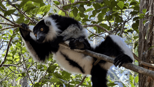 Read more about the article Madagascar: The Land of Lemurs, Nocturnal Wildlife, & a Sifaka Miracle!